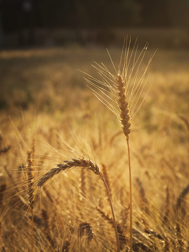 depth of field photography of wheat field, wheat, agriculture