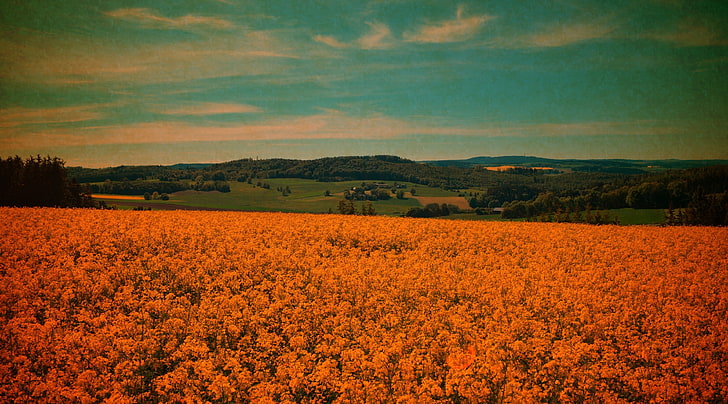field, beauty in nature, landscape, environment, scenics - nature, HD wallpaper