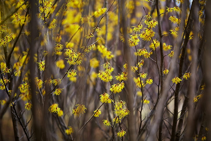 close-up photography of yellow petaled flowers, hamamelis, hamamelis, HD wallpaper