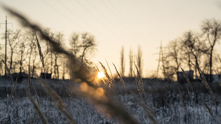 brown wheat plant, winter, sunset, spikelets, landscape, snow