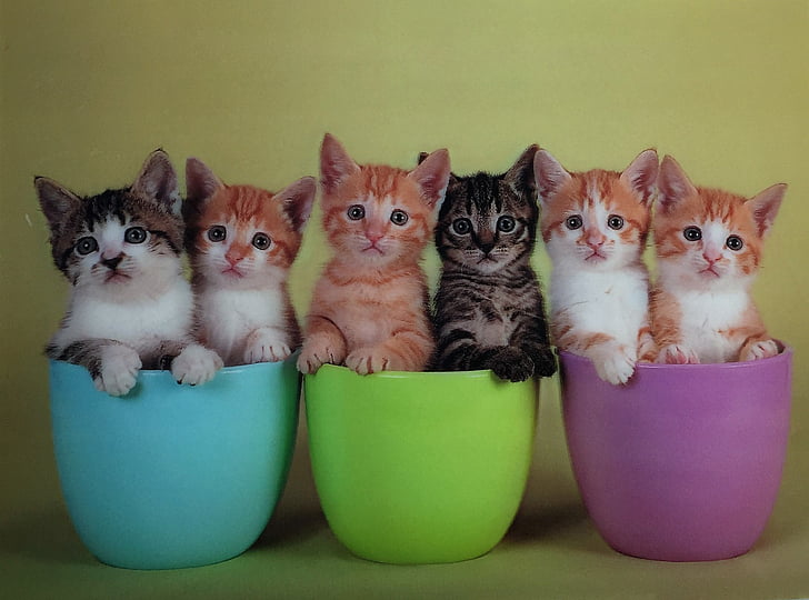 HD wallpaper: baby, cat, cute, kitten | Wallpaper Flare