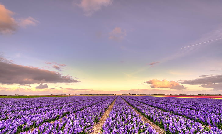 purple flowers during sunset, 35mm, D750, Dutch, Europe, HDR, HD wallpaper