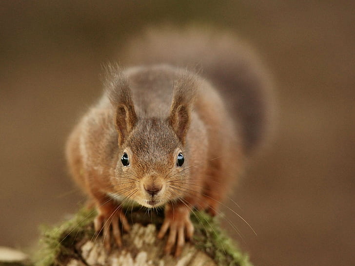 close up photo of squirrel on tree, rodent, animal, mammal, cute, HD wallpaper