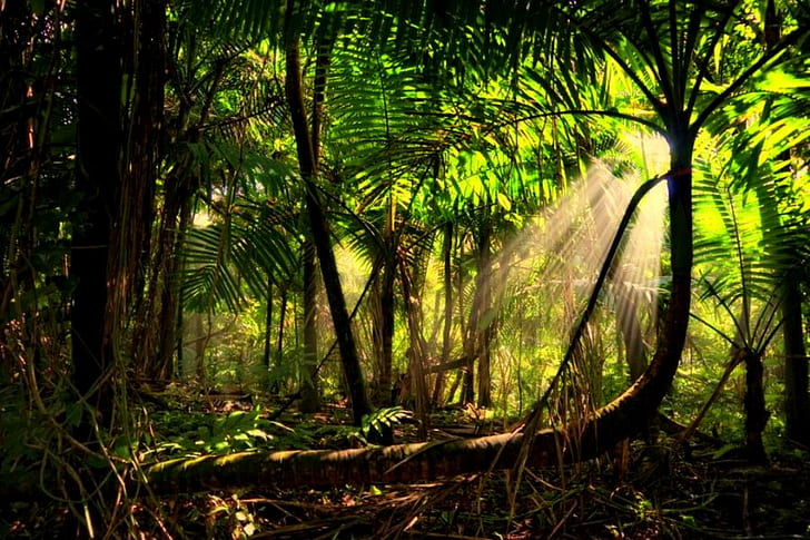 Amazonion Rainforest, trees, sun rays, mist, sun beams, 3d and abstract, HD wallpaper