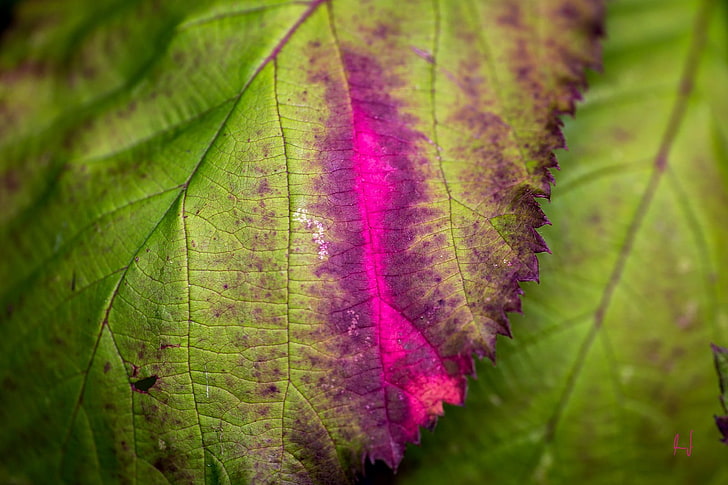 photography, macro, leaves, antiques, blurred, pink, plant part, HD wallpaper