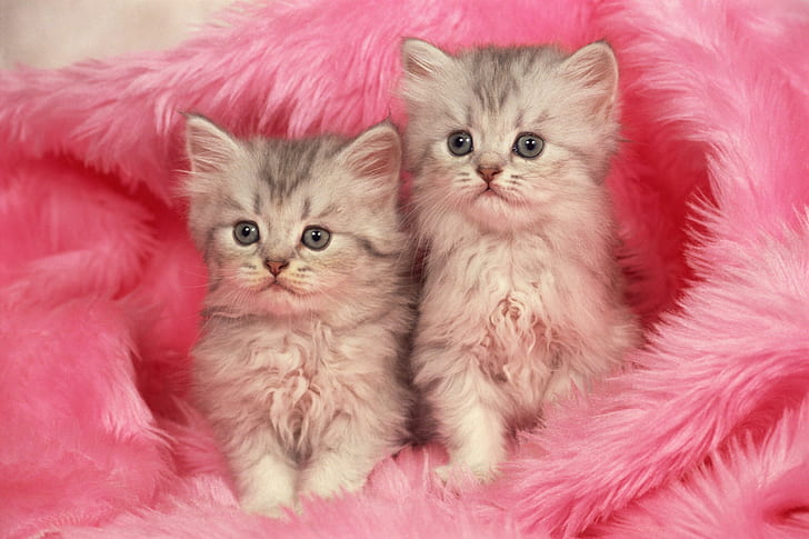[Image: two-kittens-in-pink-blanket-wallpaper-preview.jpg]