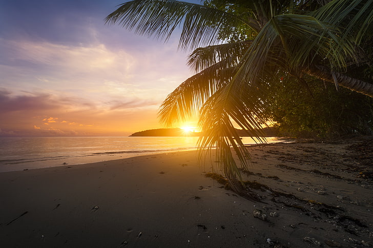 green coconut tree, beach, sunset, palm trees, the ocean, The Indian ocean, HD wallpaper