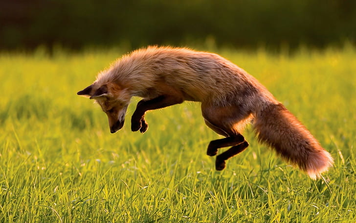 animals, fox, jumping, grass, side view