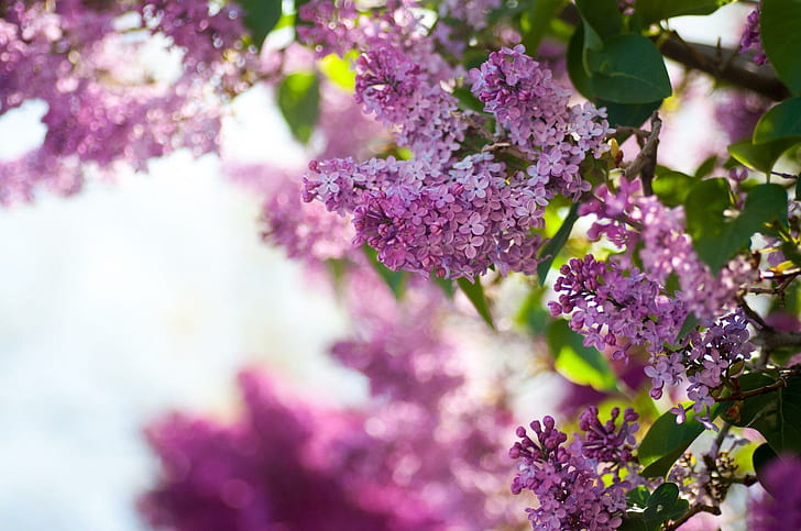 *** Lilac Twigs ***, natura, krzaki, drzewa, nature and landscapes, HD wallpaper