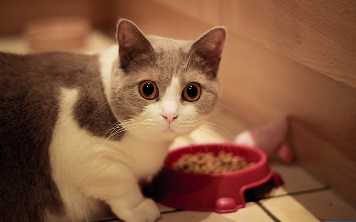 short-coated gray and white cat, muzzle, eyes, bowl, food, domestic Cat