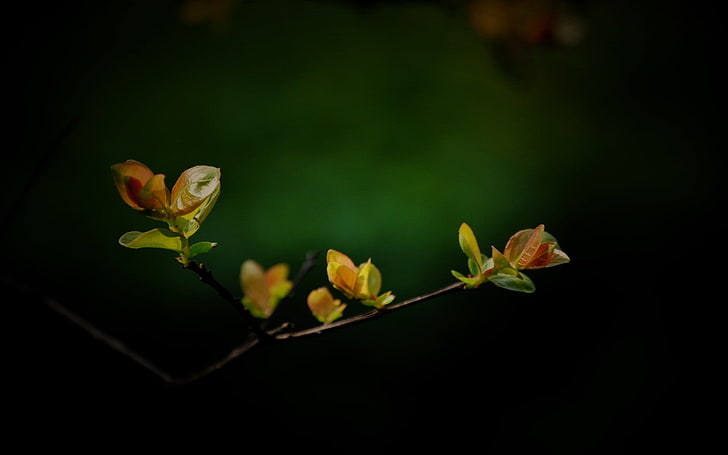 yellow and orange flowers, twigs, plants, leaves, vignette, beauty in nature, HD wallpaper