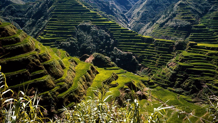Rice Philippines Asia Ancient Terraces Wide Resolution, mountains, HD wallpaper