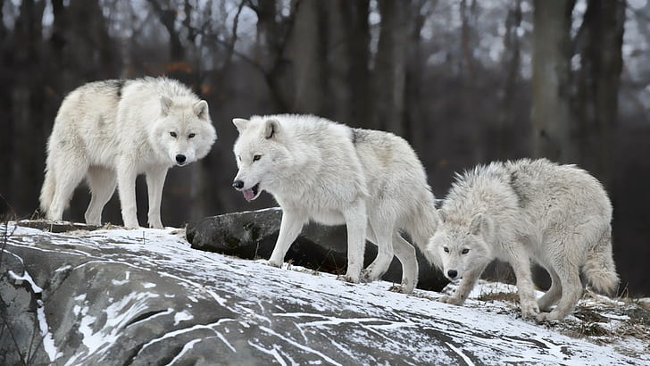 White Wolf, Wolves, Animals, Winter, Snow, HD wallpaper