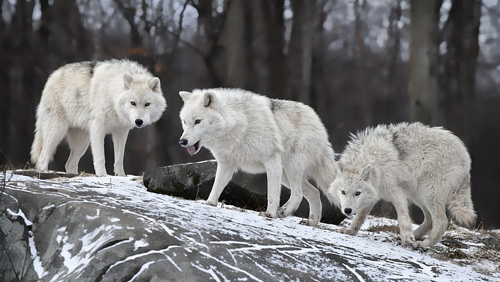 three white wolves, wolf, snow, animals, nature, group of animals, HD wallpaper