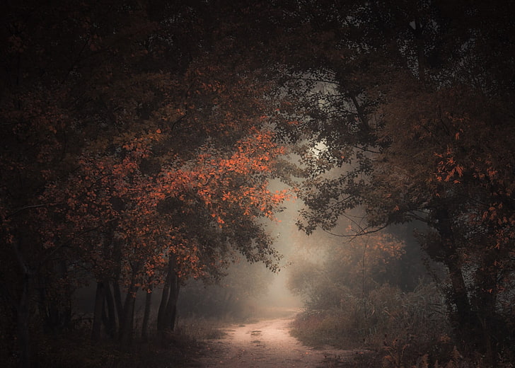 nature, landscape, morning, forest, fall, dirt road, mist, path