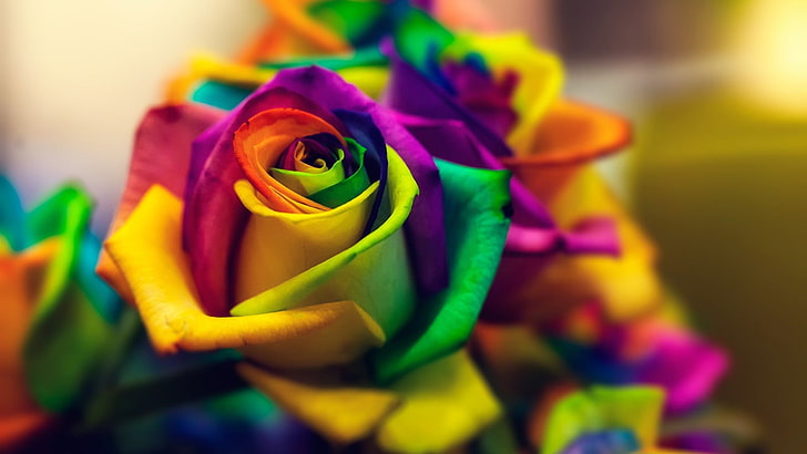 multicolored flower, closed photograph multicolored rose arrangement, HD wallpaper