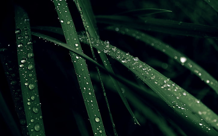 grass, water drops, plants, wet, green color, nature, growth, HD wallpaper