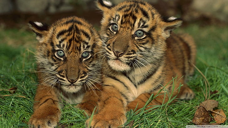 Gorgeous Sumatran Tiger Cubs, cats, pretty, beautiful, animals, HD wallpaper