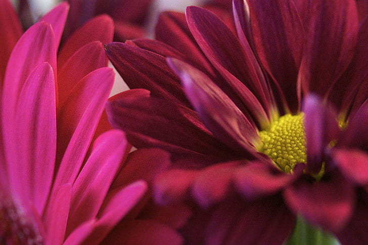 maroon flower in auto focus photography, macro, nature, plant, HD wallpaper