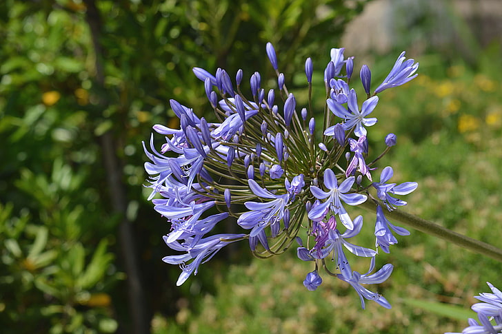 bleu, botanique, dcoratif oignon, fleur, floraison, flore, jardin, HD wallpaper