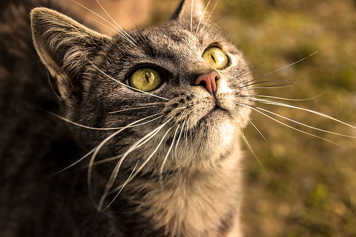 brown tabby cat, cat eyes, animals, yellow eyes, grass, nose