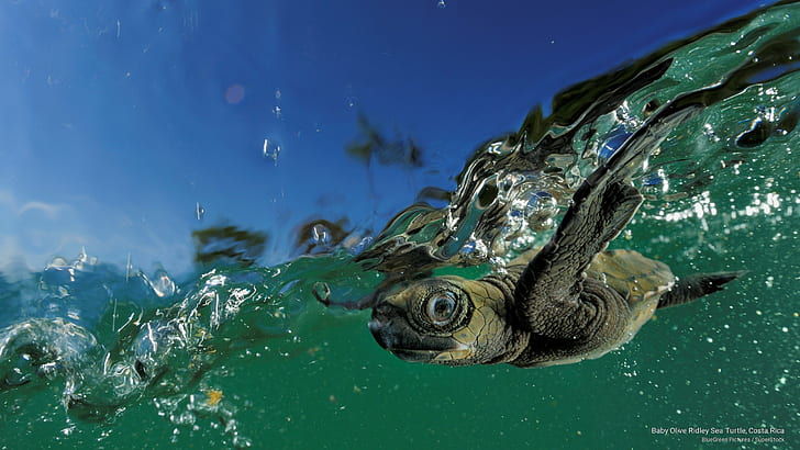 Baby Olive Ridley Sea Turtle, Costa Rica, Ocean Life, HD wallpaper