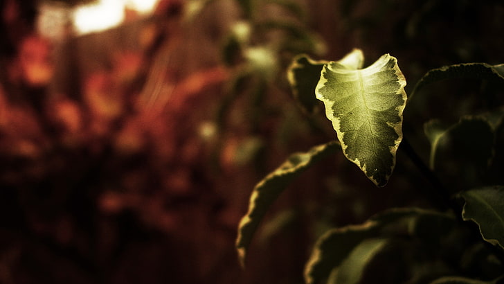 green leafed plant, leaves, nature, depth of field, macro, plants, HD wallpaper