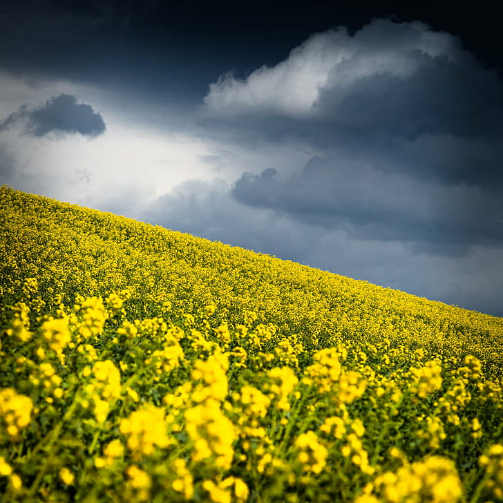 yellow flowers, blue, fights, Weather, canon, dslr, digital, EOS, HD wallpaper