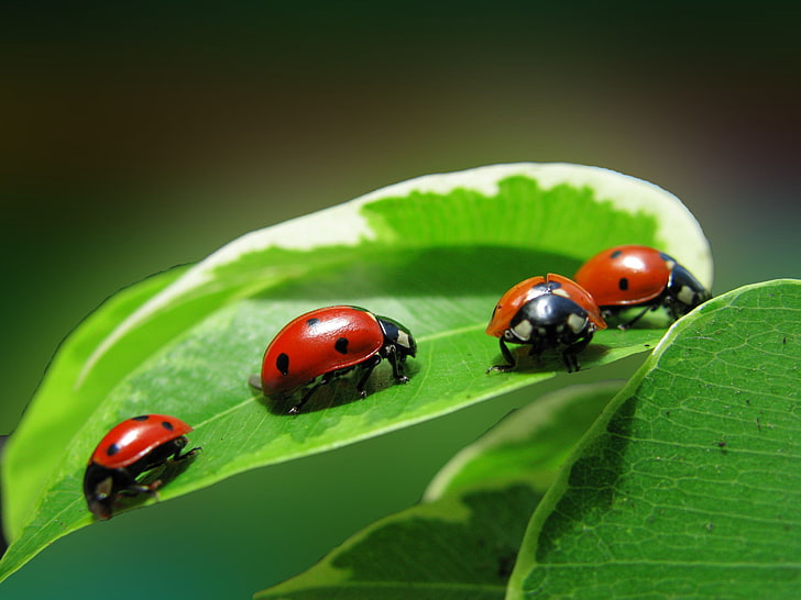 four ladybugs, leaves, insects, plant, Quartet, HD wallpaper