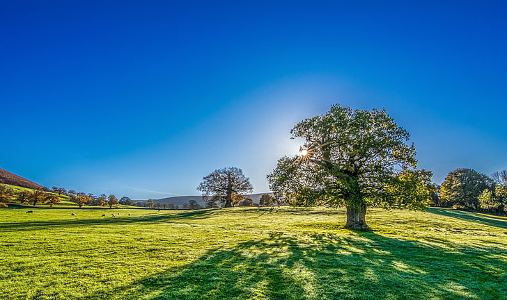 sunshine, trees, landscape, yorkshire, HD wallpaper