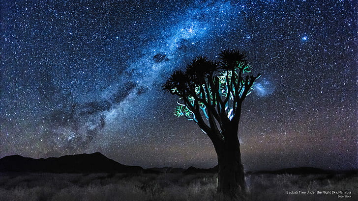 Baobab Tree Under the Night Sky, Namibia, Nature, HD wallpaper