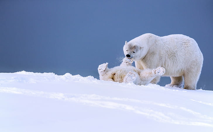 Polar bears in Alaska, 2 polar bears, snow, winter, cub, the game