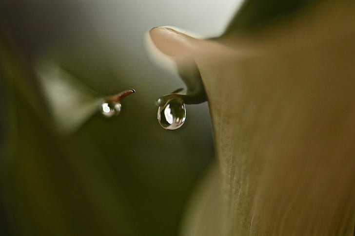 closeup photography of water teardrop, lily, lily, Weep, Calla lily, HD wallpaper