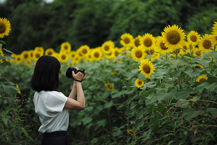 Asian, women, women outdoors, sunflowers, photographer, photography, HD wallpaper