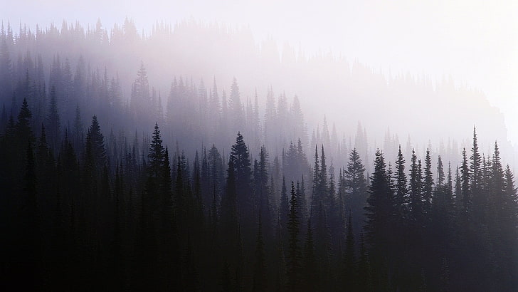 black pine trees, mist, forest, nature, landscape, outdoors, scenics