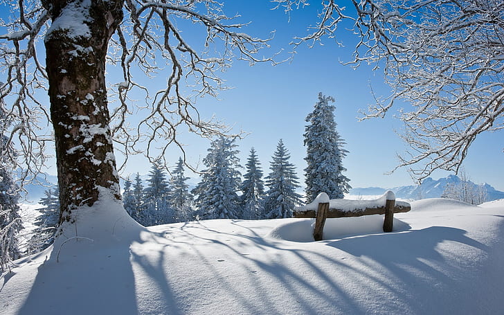 Winter beautiful landscape, thick snow, the trees, the sun