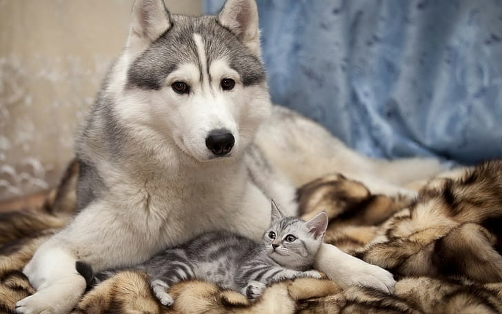 animals, dog, cat, pet, HD wallpaper