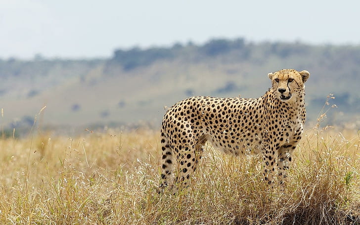 Cheetah Wild Cat Nature, brown cheetah, HD wallpaper