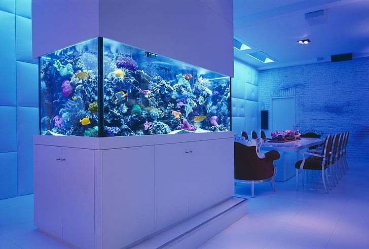 clear glass fish tank, table, room, chairs, aquarium, corral