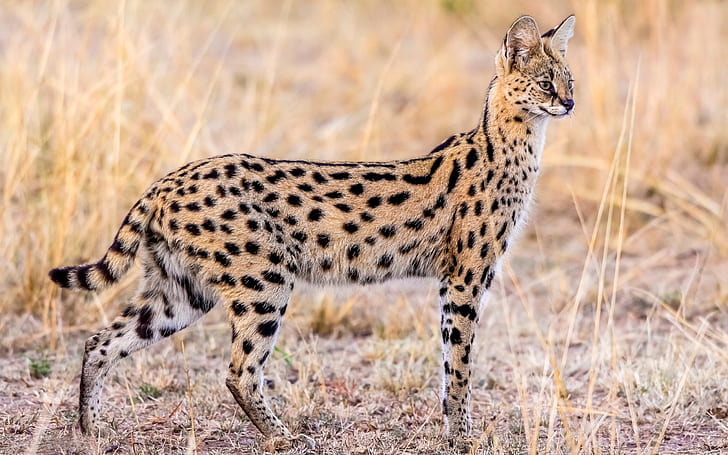 Animal serval, wildlife, cheetah animal, HD wallpaper