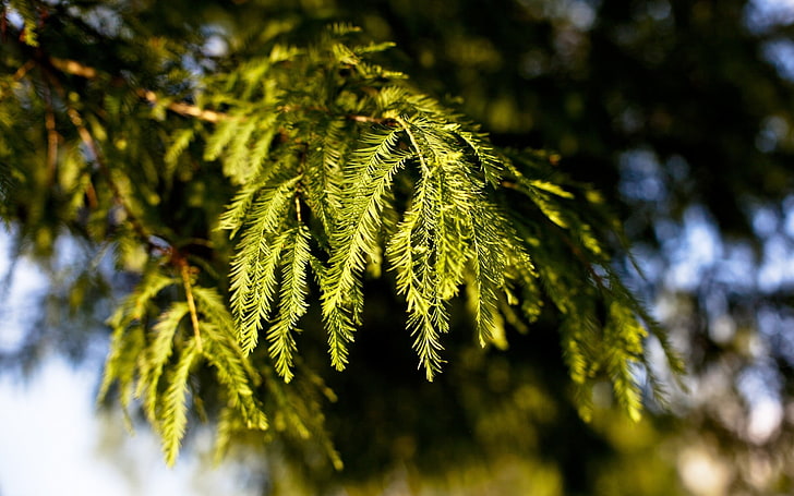 green leafed plant, nature, leaves, depth of field, bokeh, tree