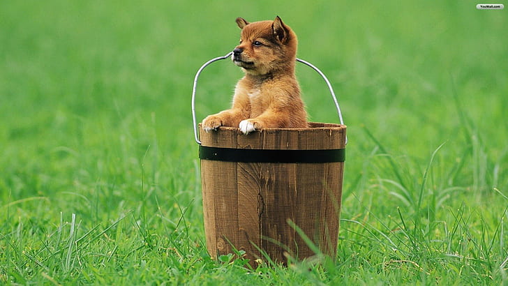 Puppy Dog Bucket, tan short coated puppy, grass, dogs, basket