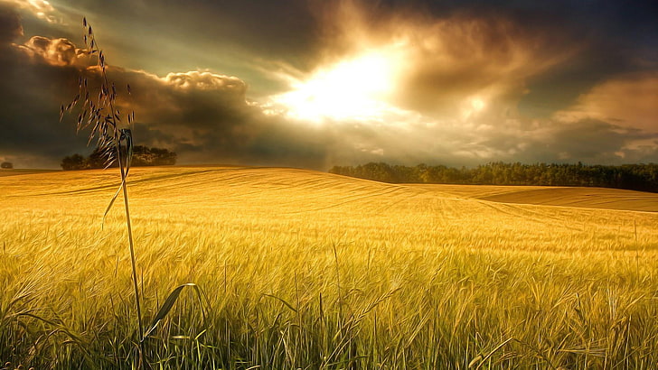 light, wheat, wheat field, evening, plain, meadow, prairie, HD wallpaper