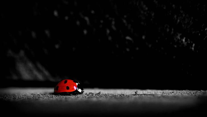 ladybugs, insect, selective coloring, animals, HD wallpaper