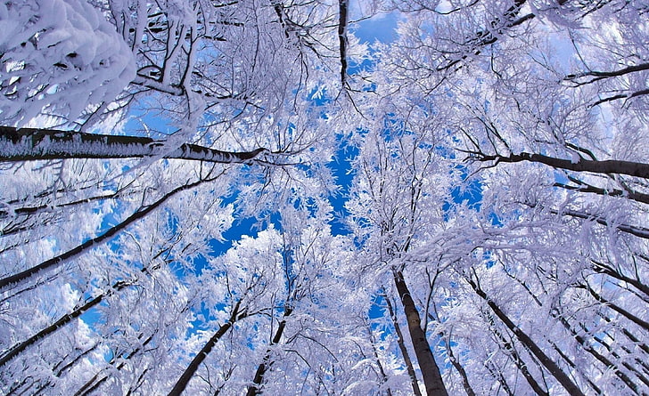 Looking Up Through Trees, Winter, white leafed trees, Seasons