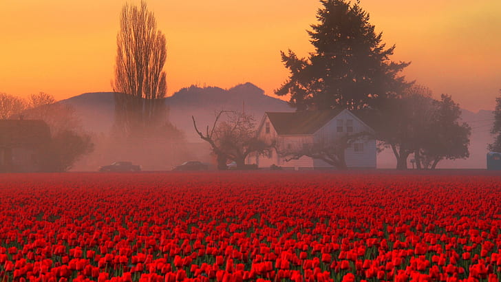 tulips, field, mist