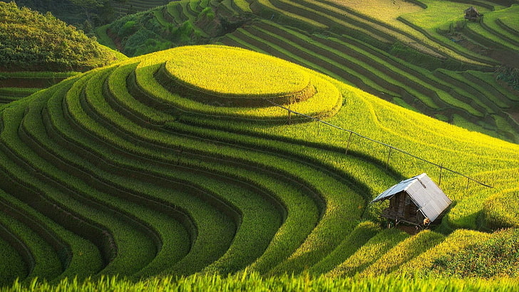 rice terraces, landscape, field, rice paddy, agriculture, farm, HD wallpaper