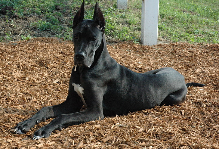 adult black great dane, german dog, beautiful, dark, down, animal