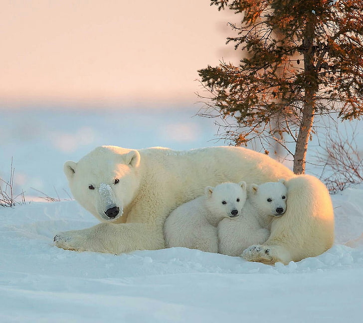 Polar bears 1080P, 2K, 4K, 5K HD wallpapers free download | Wallpaper Flare