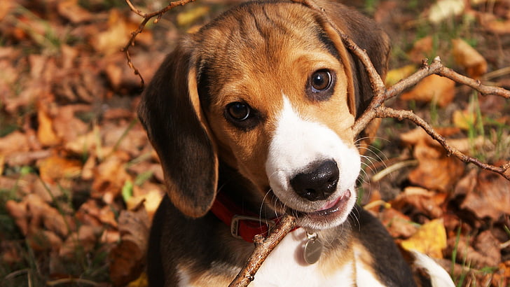 beagle, hound, animals, hunting dog, foxhound, walker hound, HD wallpaper